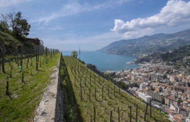 ORGANIC VINEYARDS AND WINERY FOR SALE IN AMALFI COAST